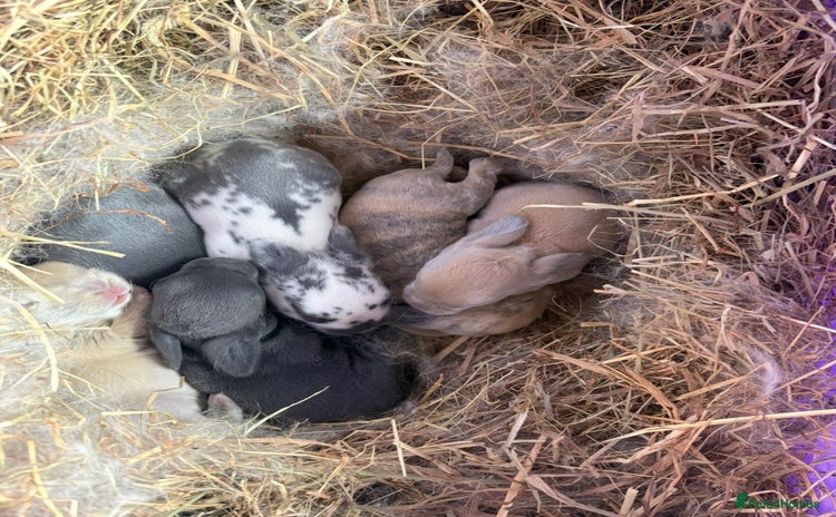 Mini Lop rabbits Baby Mini Lops  - Advert 6