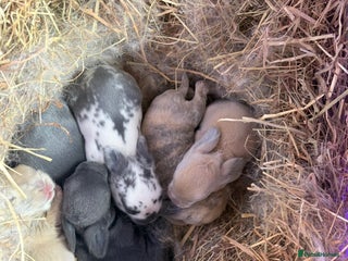 Mini Lop rabbits Baby Mini Lops - Advert 14
