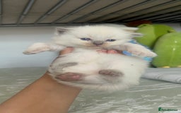 Ragdoll cats for sale: Beautiful pure ragdoll kittens  - Image 11
