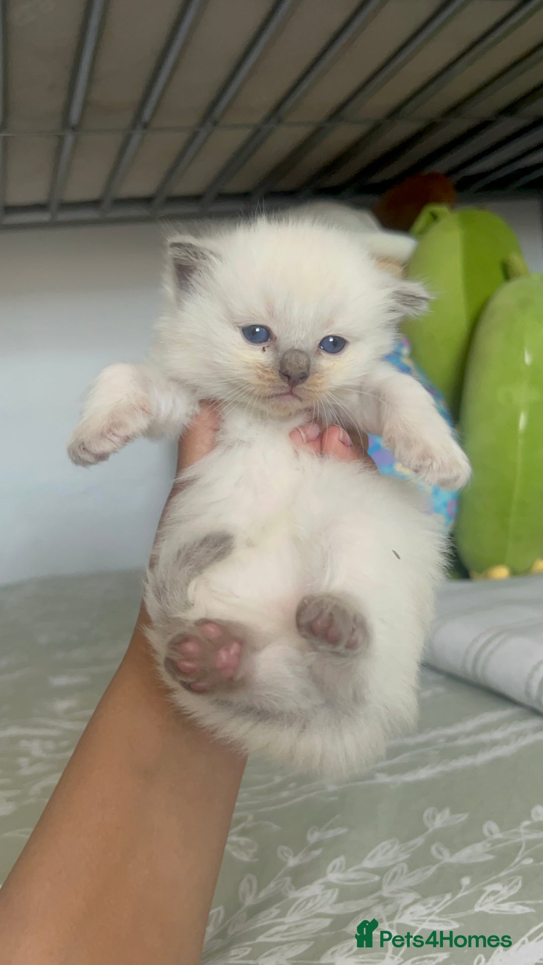 Ragdoll cats for sale: Beautiful pure ragdoll kittens  - Image 11