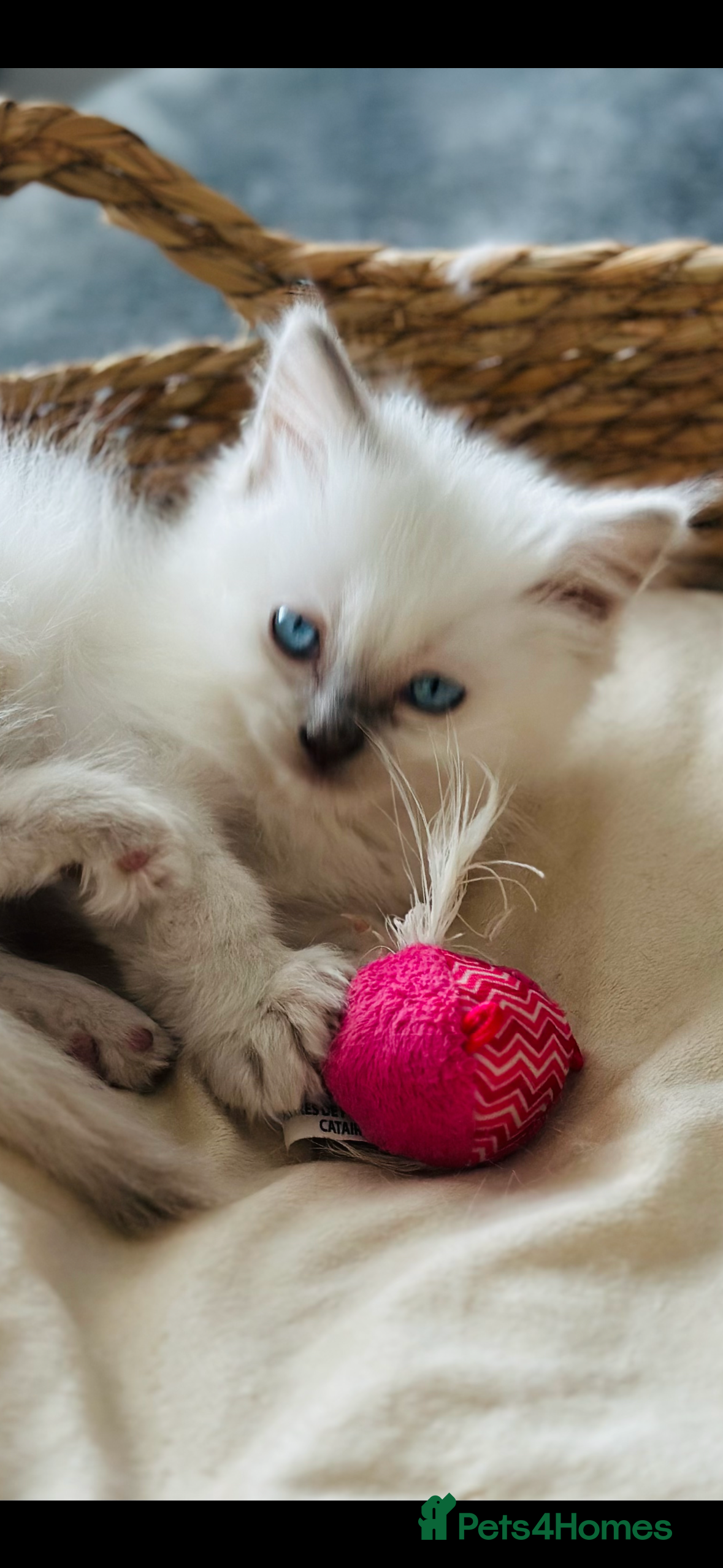Ragdoll cats 🌼GCCF waiting list now open for spring babies 🌼 - Advert 2