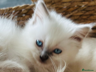 Ragdoll cats 🌼GCCF waiting list now open for spring babies 🌼 - Advert 4