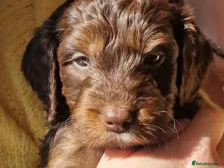 Poochon dogs Ready this weekend ⭐️Last 2 boys ⭐️ - Advert 16