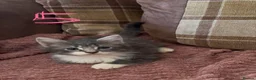 Mixed Breed cats for sale: 7 beautiful kittens  - Advert 12