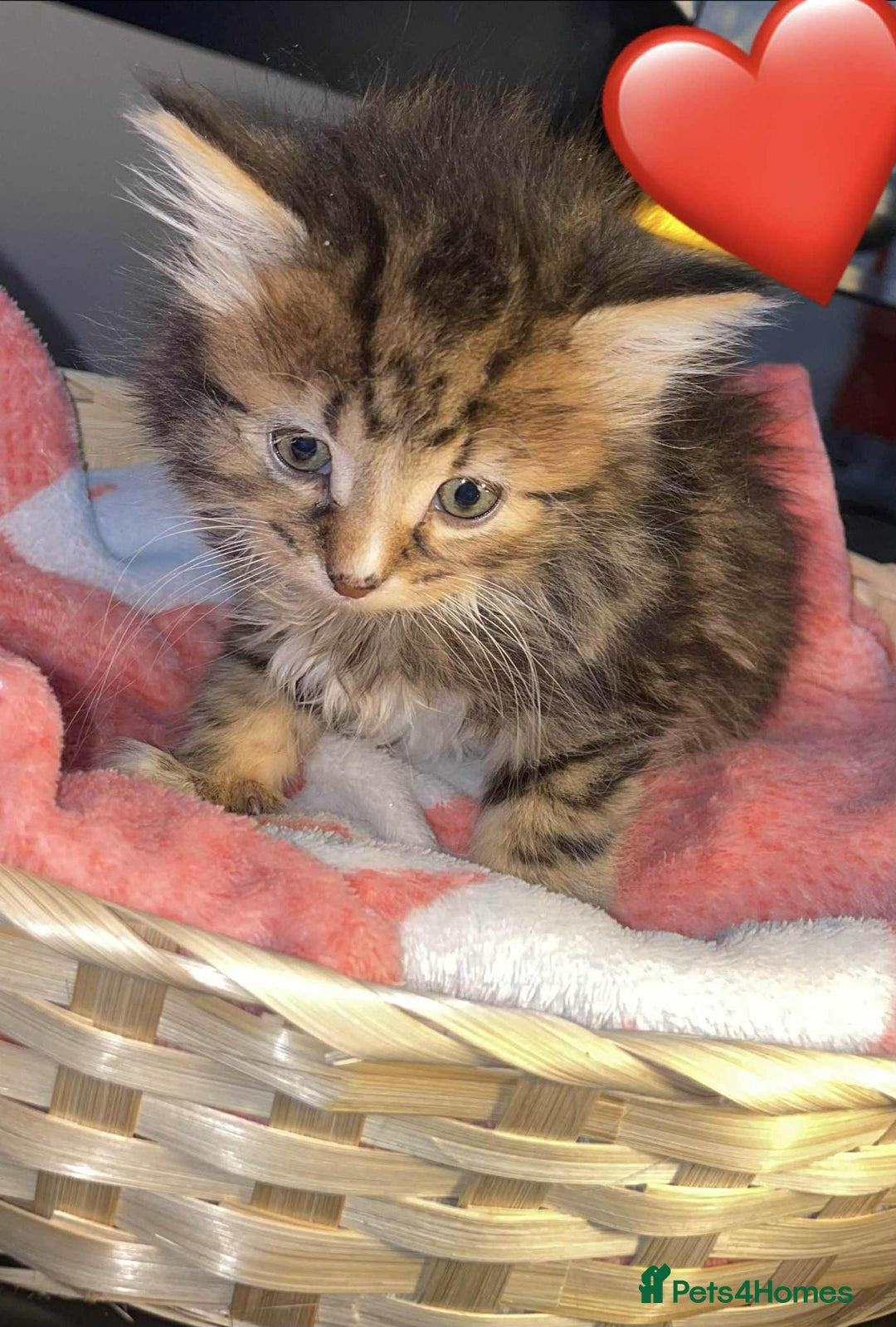 Siberian cats for sale: Kittens for sale bradford - Advert 2