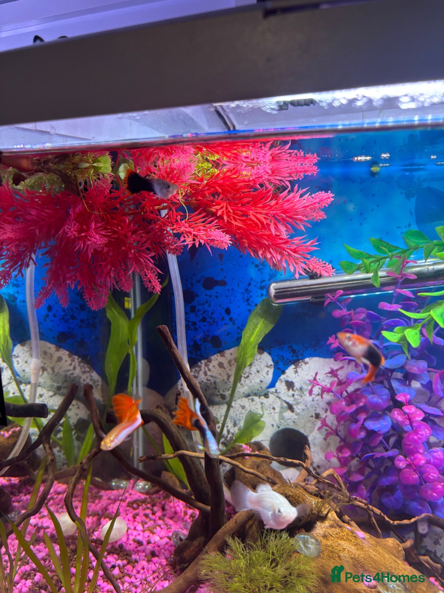 Other/Mixed Breed fish Guppies & x2 Mollys for sale!  - Advert 4