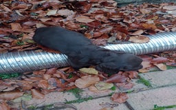 Cocker Spaniel dogs for sale: Working Cocker Spaniels  - Image 6