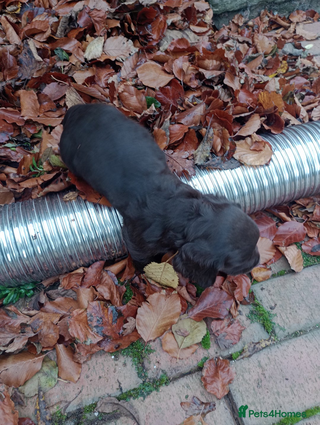Cocker Spaniel dogs for sale: Working Cocker Spaniels  - Image 6