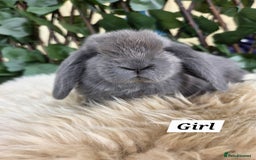 Mini Lop rabbits for sale: Pure bred Mini Lop Bunnies - Image 14