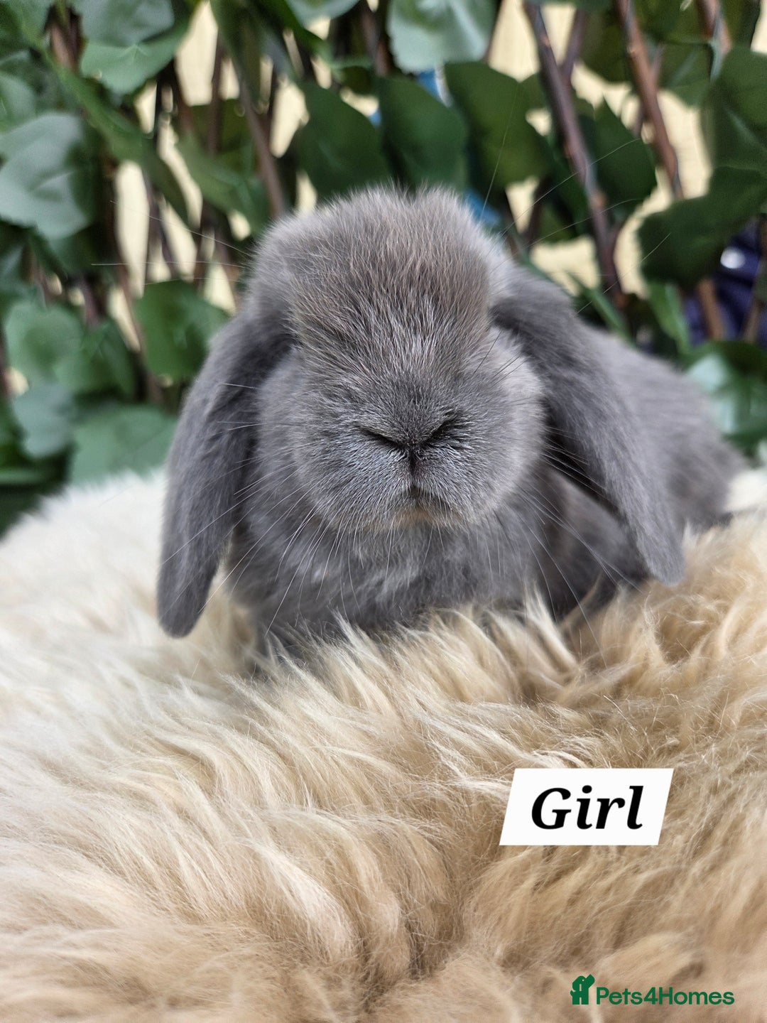 Mini Lop rabbits for sale: Pure bred Mini Lop Bunnies - Image 14