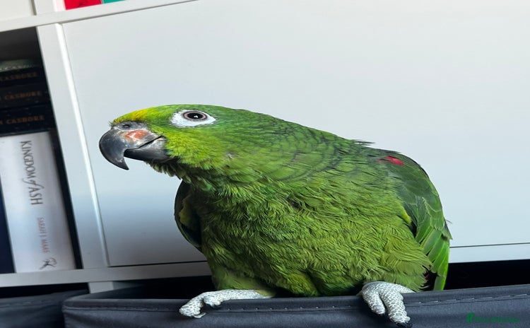 Parrots birds - Advert 5