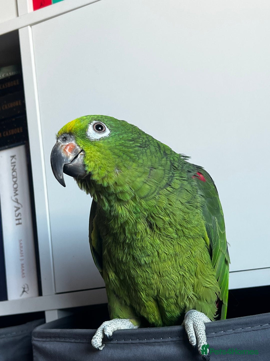 Parrots birds for sale: Yellow crowned Amazon  - Image 1