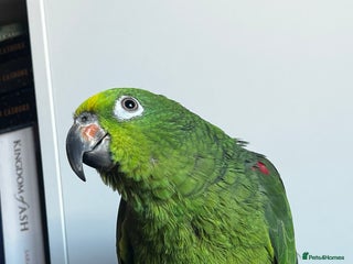 Parrots birds - Advert 15