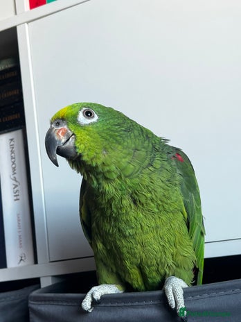 Parrots birds - Advert 15