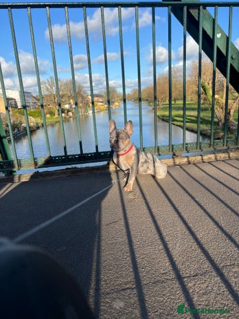 French Bulldog dogs - Advert 5