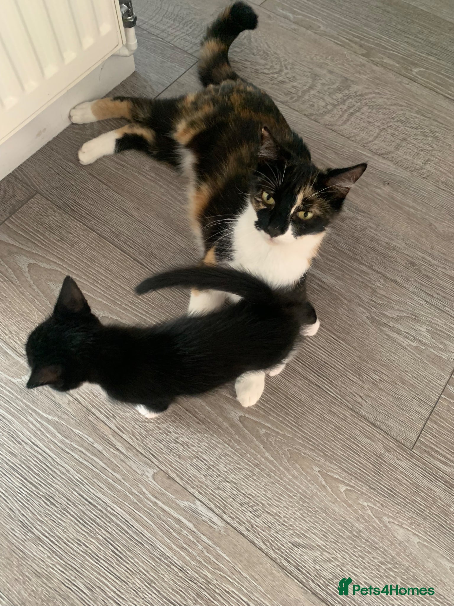 Domestic Shorthair cats Tuxedo lovely kitten ready for a new home - Advert 2