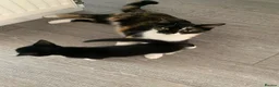 Domestic Shorthair cats for sale: Beautiful domestic shorthair kittens  - Advert 3
