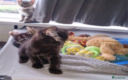 Mixed Breed cats for sale: Mixed breed Beautiful kittens - Image 7