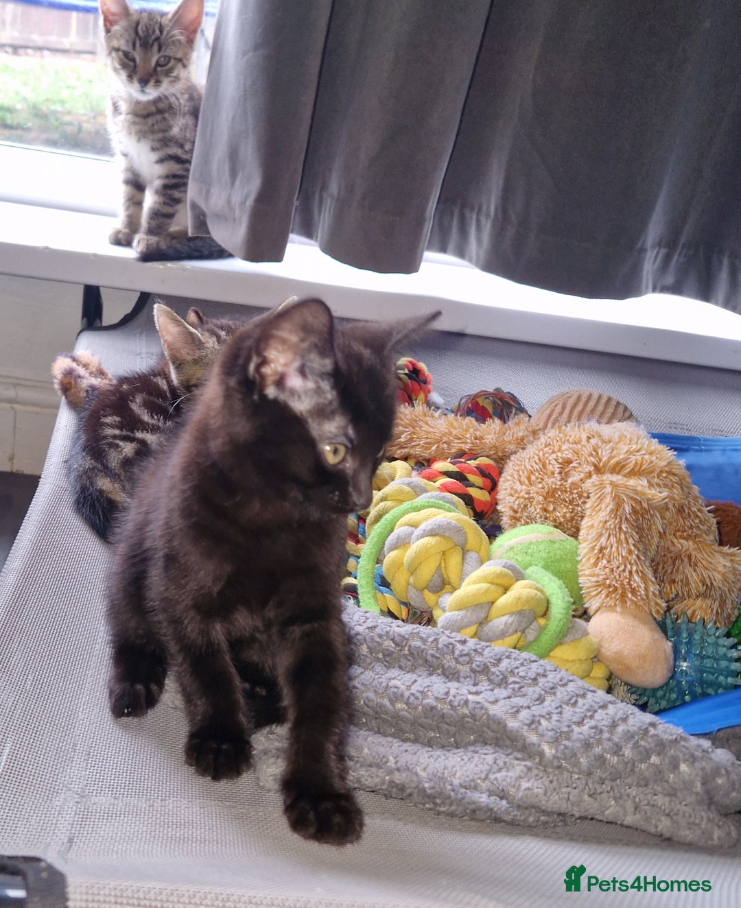 Mixed Breed cats for sale: Mixed breed Beautiful kittens - Image 7
