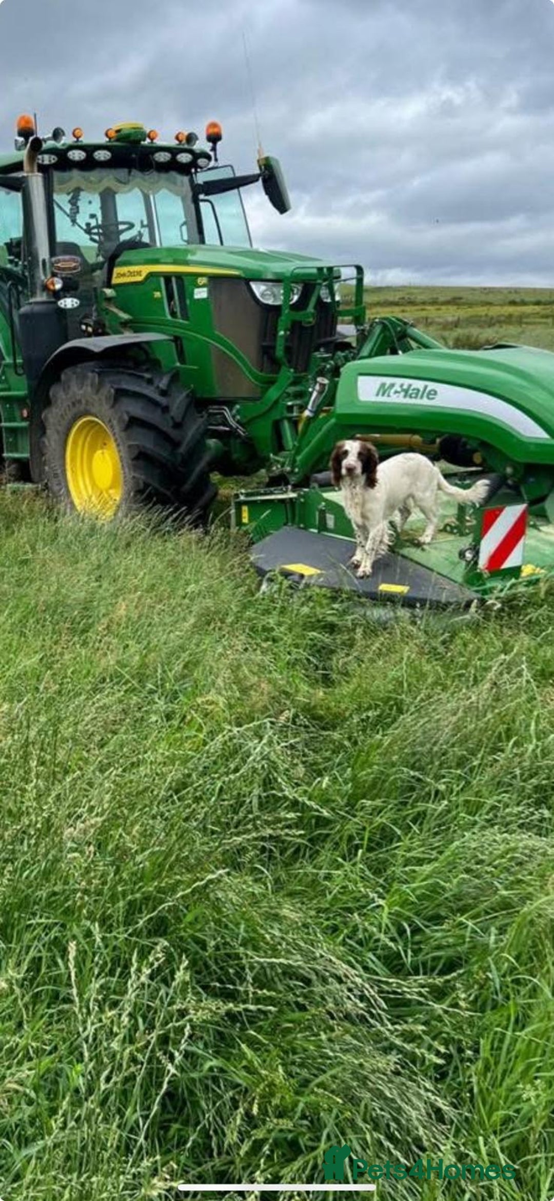 Mixed Breed dogs for sale: Springer spaniel puppies  - Image 1