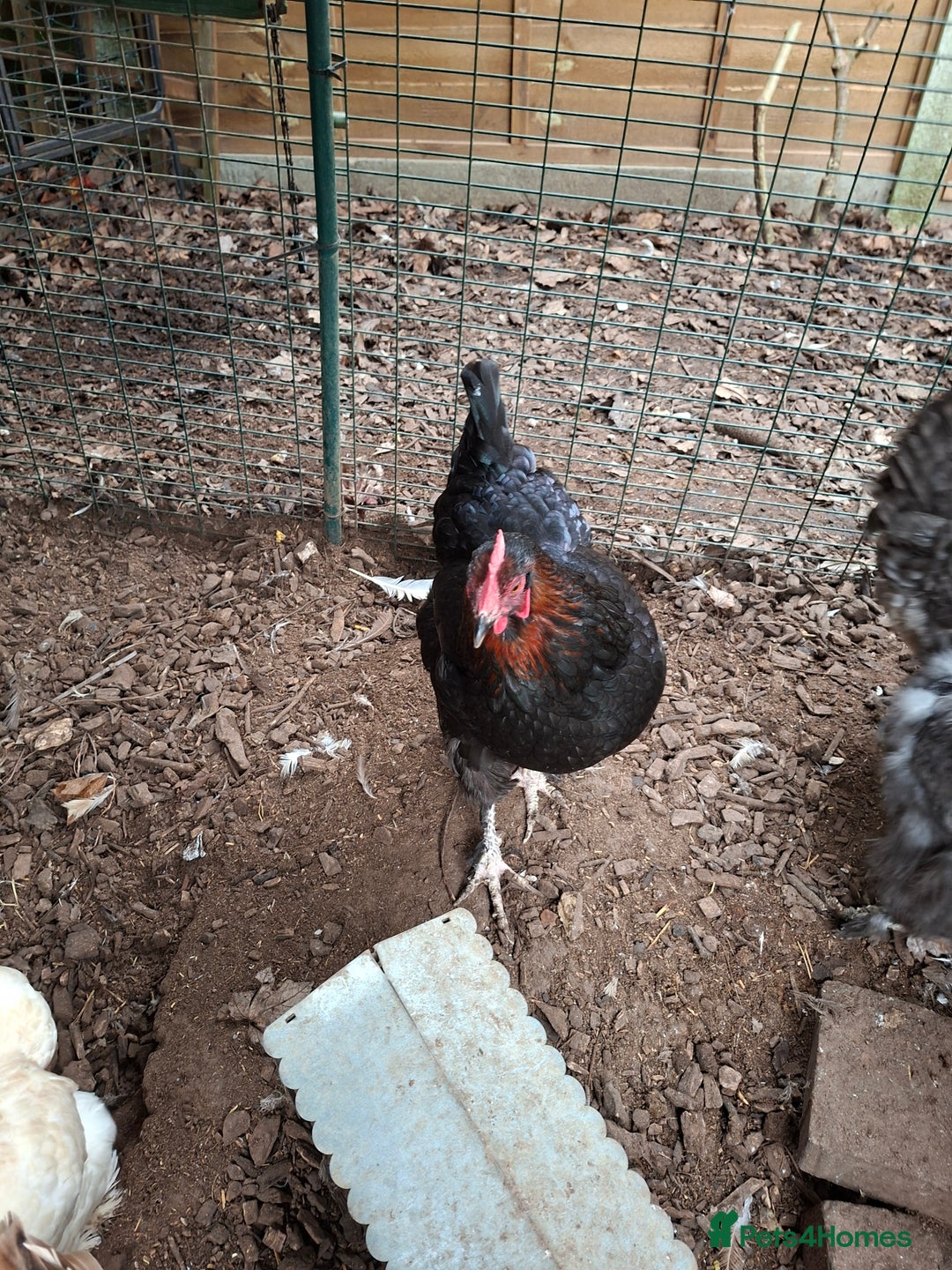 Chickens poultry for sale: Family loved chickens and Eglu - Advert 6