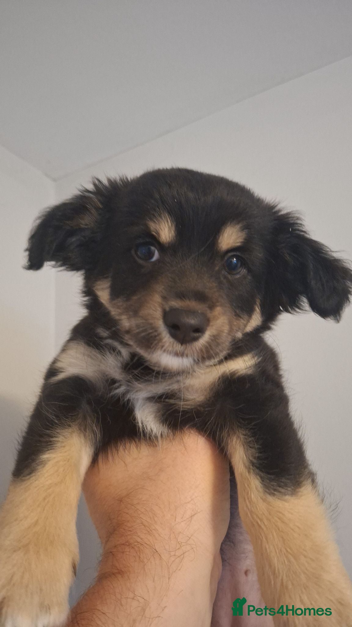 Mixed Breed dogs Chihuahua border colloie cross  - Advert 3