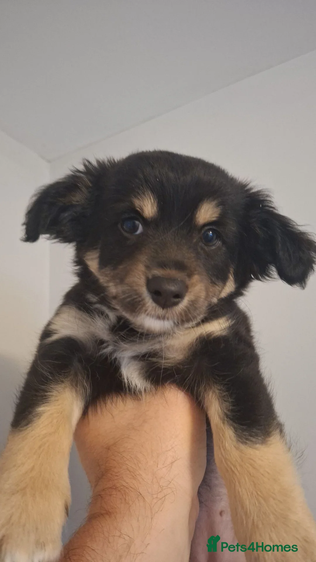 Mixed Breed dogs for sale: Chihuahua border colloie cross  in Saltash - Advert 1