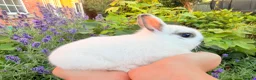 Netherland Dwarf rabbits for sale: Purebred Netherland Dwarf - Advert 8