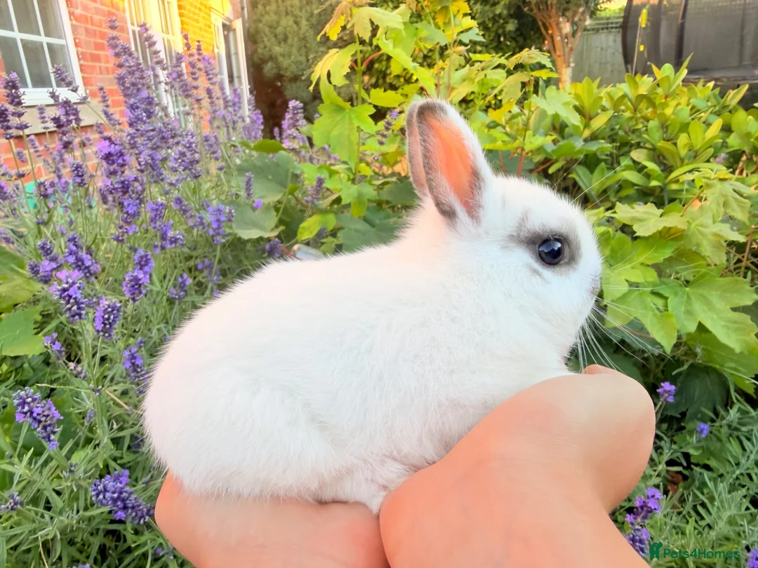 Netherland Dwarf rabbits for sale: Purebred Netherland Dwarf - Advert 8