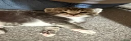 Mixed Breed cats for sale: Tabby kittens  - Advert 3