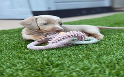 Miniature Dachshund dogs for sale: 🐾 stunning Miniature dachshund pups🐾  - Image 14