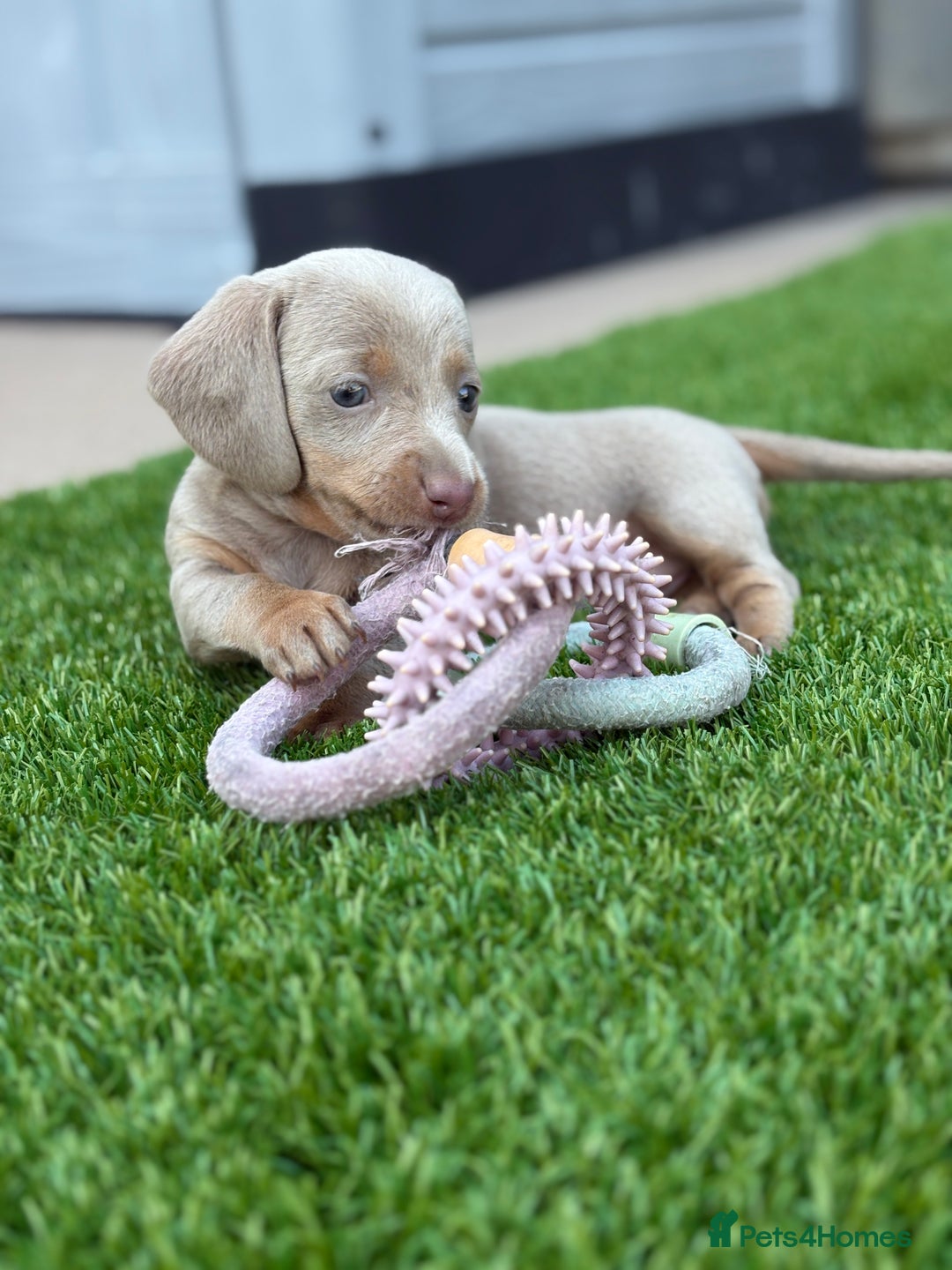 Miniature Dachshund dogs for sale: 🐾 stunning Miniature dachshund pups🐾  - Image 14