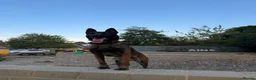 Mixed Breed dogs for sale: Trained security Belgiun Malinois  in Leeds - Advert 3