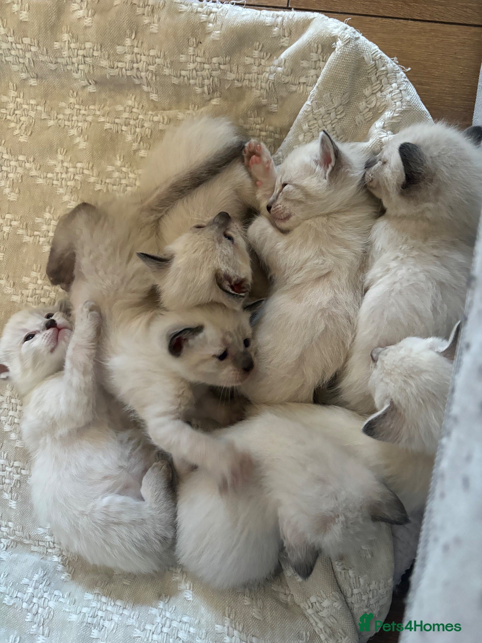 Siamese cats 7 Siamese Kittens  - Advert 2