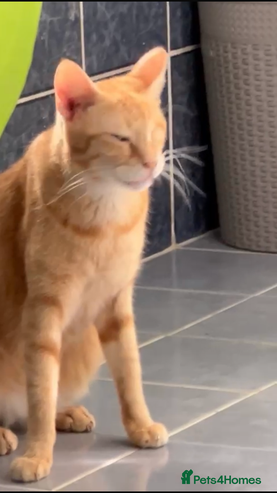 Mixed Breed cats for adoption: PHO DYPSY BONDED BROTHERS NEUTERED AFFECTIONATE   - Image 4