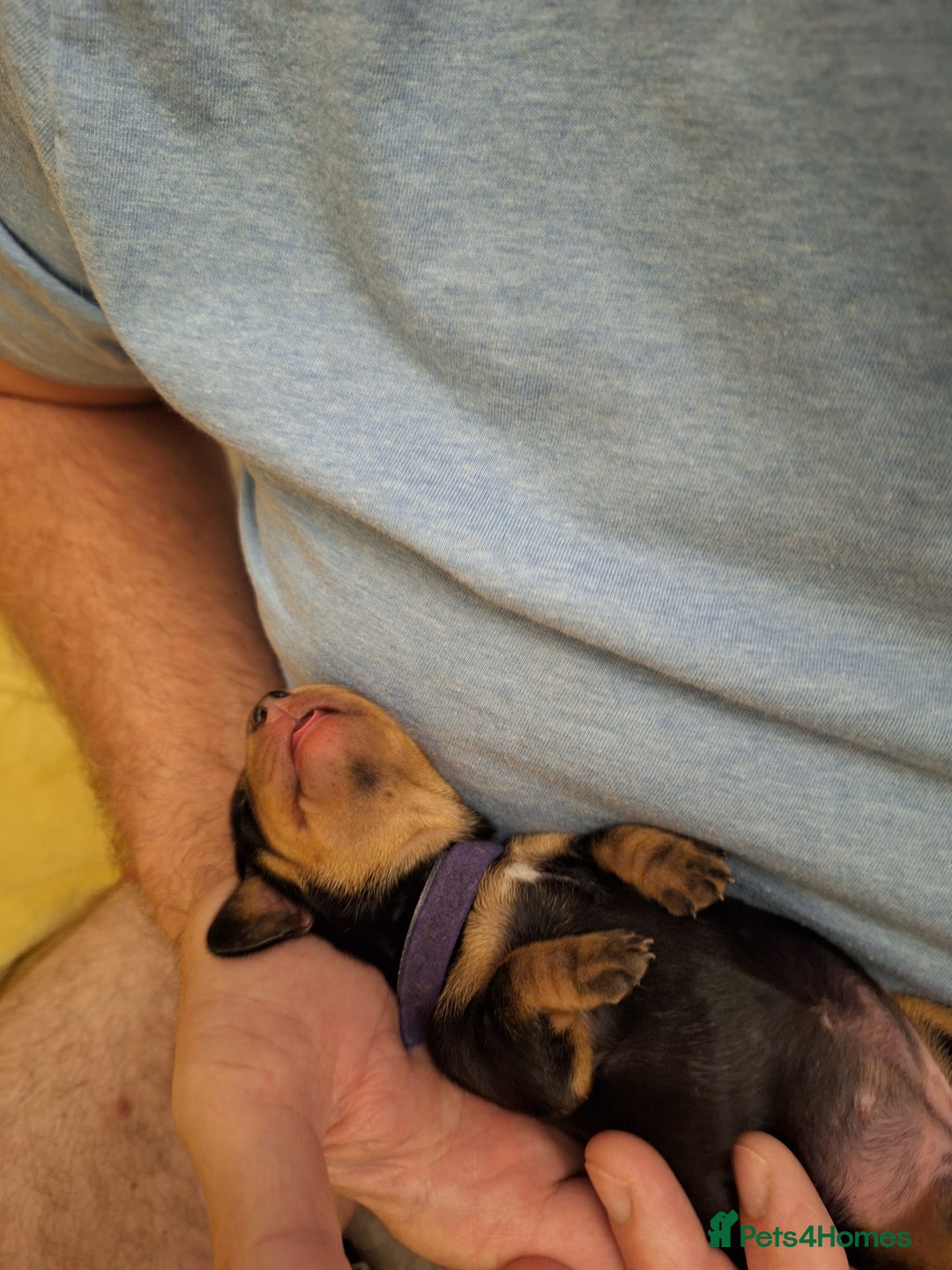 Dachshund dogs for sale: Smooth haired dachshund puppys  - Image 6