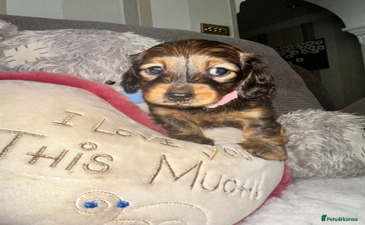 Dachshund dogs - Advert 2