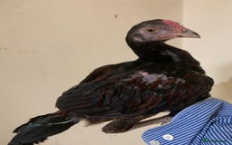 Chickens poultry for sale: Pure Miawali Aseel Stags  - Image 6