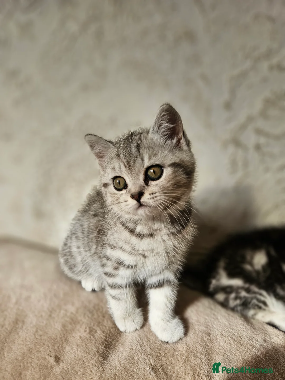 Scottish Fold cats for sale: Scotish fold beautiful kittens 😸  - Advert 9