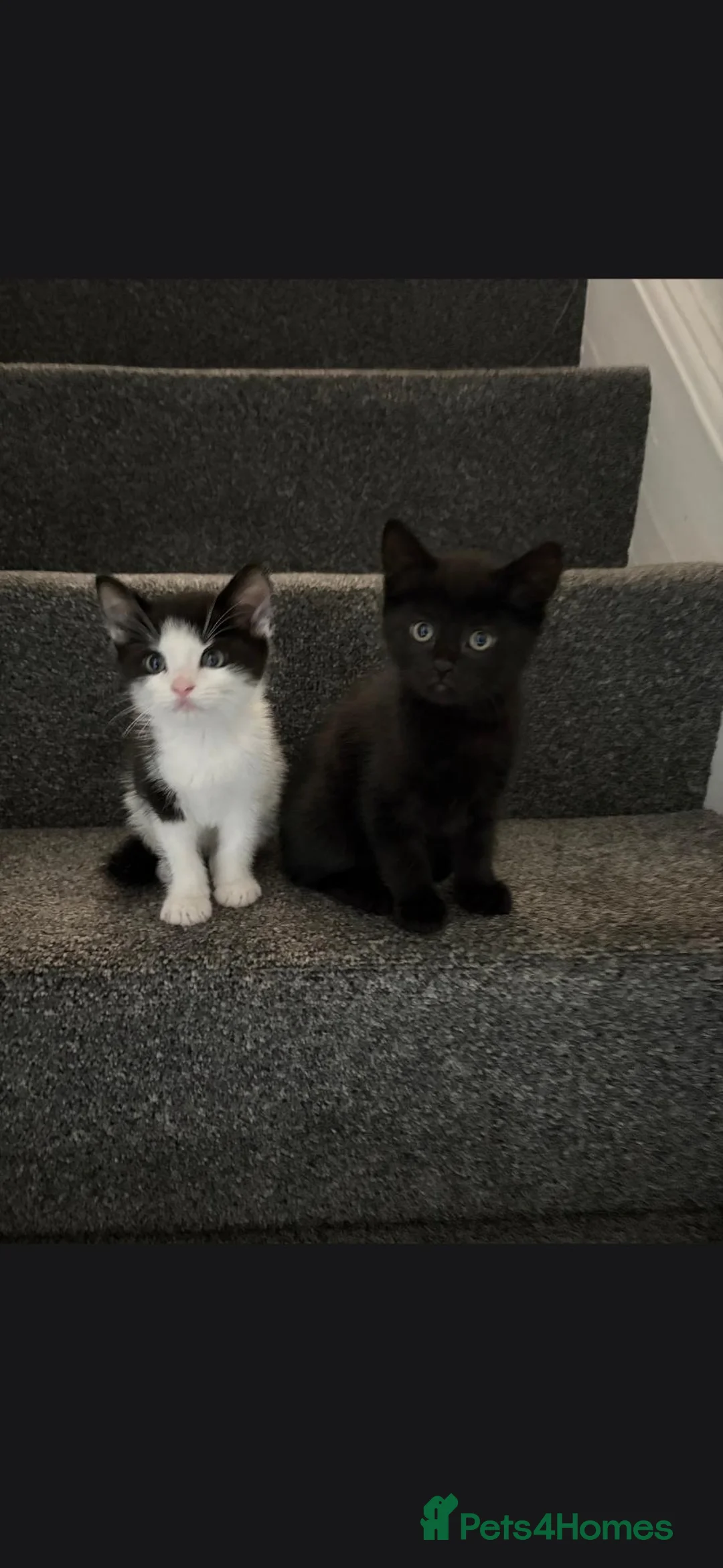 Mixed Breed cats for sale: Male tuxedo 9 weeks old  - Advert 5