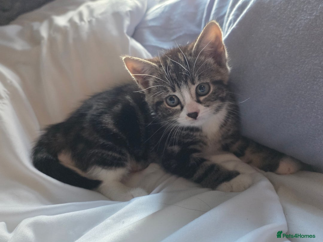 Mixed Breed cats for sale: Kittens  - Image 7