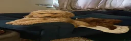 Cockapoo dogs for sale: 🎀 Fizz, a very special Cockapoo girl 🩷 - Advert 17
