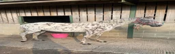 Appaloosa horses for sale: Stunning Appaloosa for sale  in Pickering - Advert 2