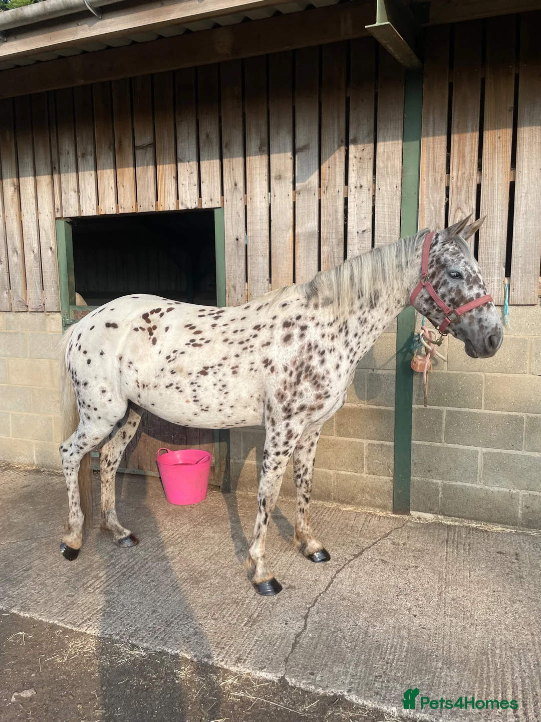 Appaloosa horses for sale: Stunning Appaloosa for sale  in Pickering - Advert 2