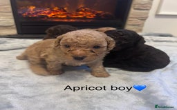 Cockapoo dogs for sale: Cockapoos ready 22.11 1 boy and 2 girls left💙🩷🩷 - Advert 20