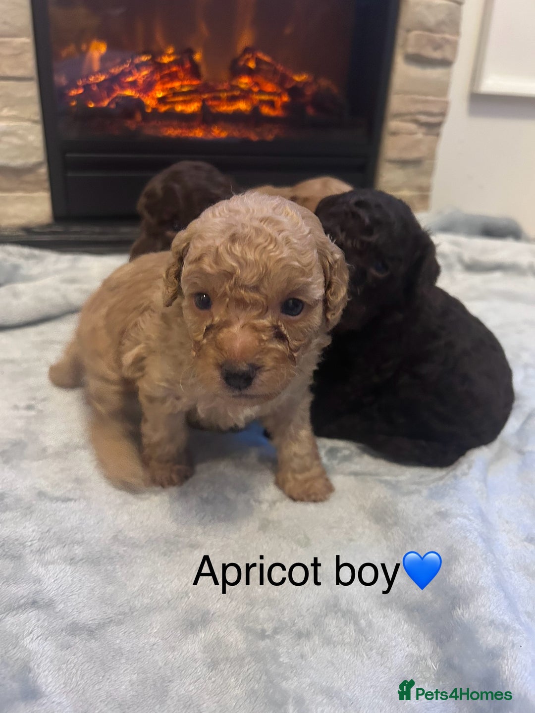Cockapoo dogs for sale: Cockapoos ready 22.11 1 boy and 2 girls left💙🩷🩷 - Advert 20