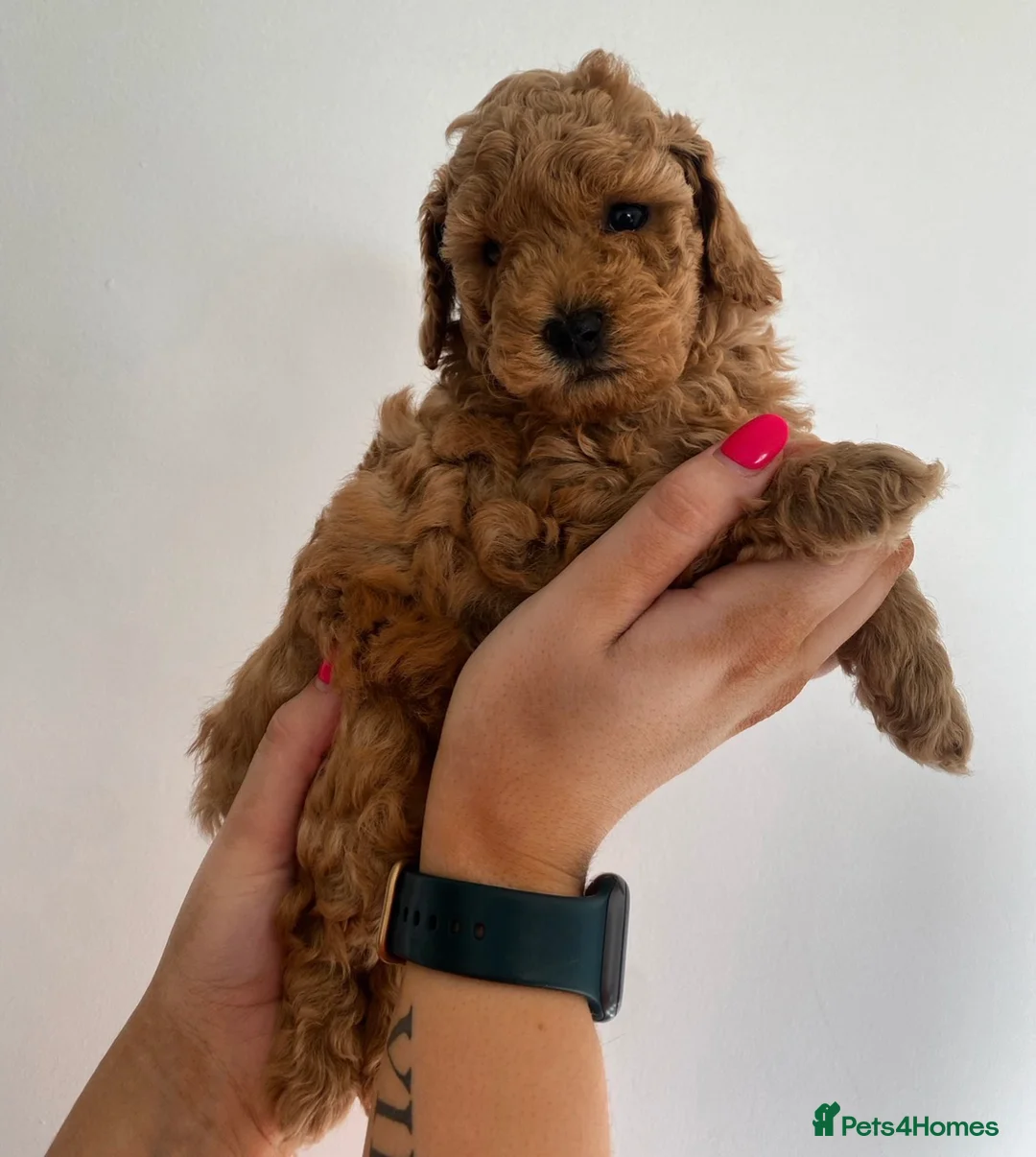 Miniature Poodle dogs for stud: Proven - KC REG MINIATURE POODLE STUD 🐩🐾 in Doncaster - Advert 21