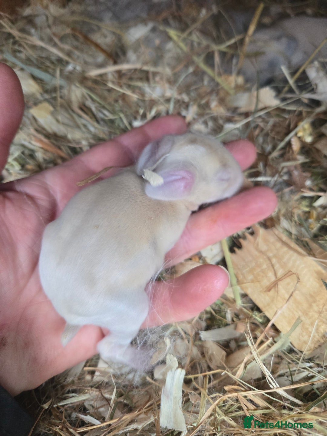 Mini Lop rabbits for sale: Stunning mini lop bunnies ready to secure!!! - Advert 5