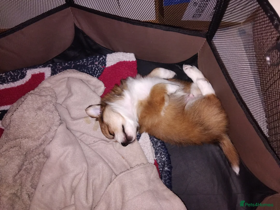 Pomchi dogs for sale: Pomchi puppies - Advert 19