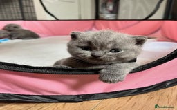 British Shorthair cats for sale: GCCF Due! British Shorthair Kittens in Salford - Image 4